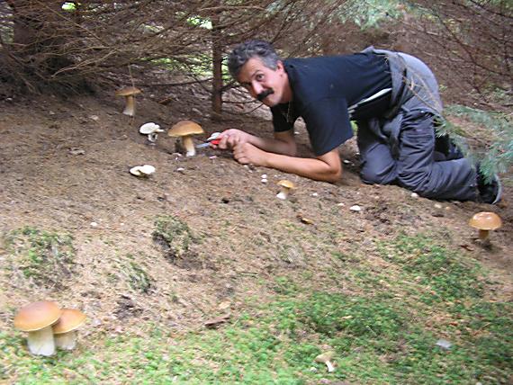 hríb smrekový Boletus edulis Bull.