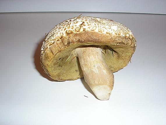 hríb dubový Boletus reticulatus Schaeff.