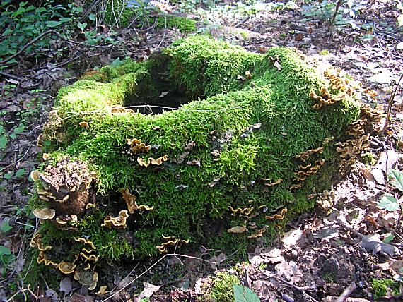 lesní studánka