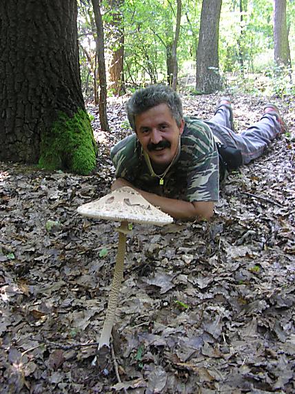 bedľa vysoká Macrolepiota procera (Scop.) Singer