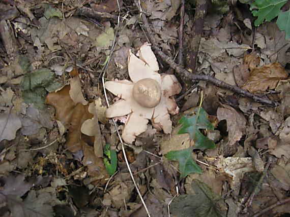 hviezdovka strapkatá Geastrum fimbriatum Fr.