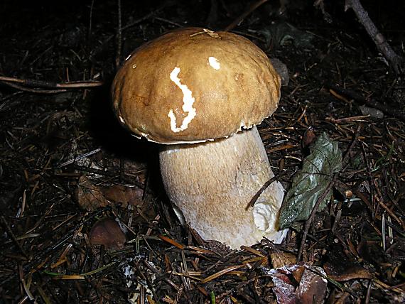 hríb smrekový Boletus edulis Bull.