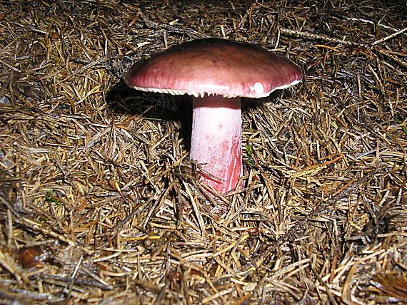 plávka vínovočervená Russula xerampelina (Schaeff.) Fr.