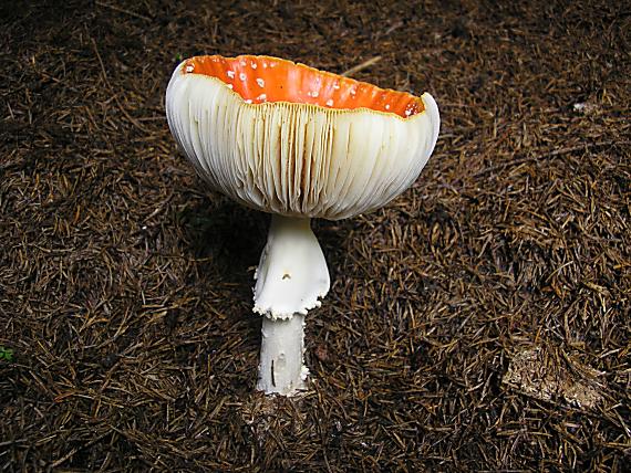 muchotrávka červená Amanita muscaria (L.) Lam.