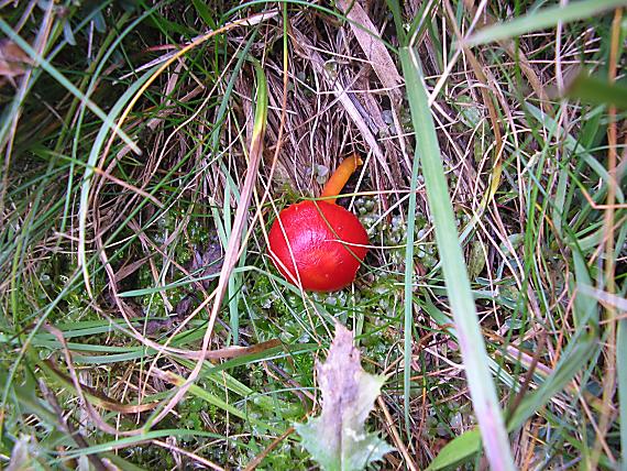 lúčnica Hygrocybe sp.