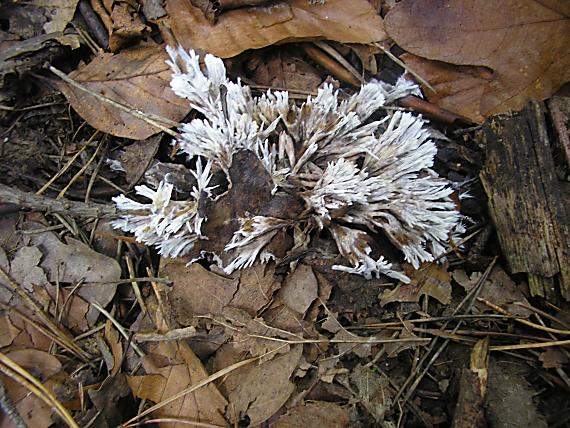 plesňovka Thelephora sp.