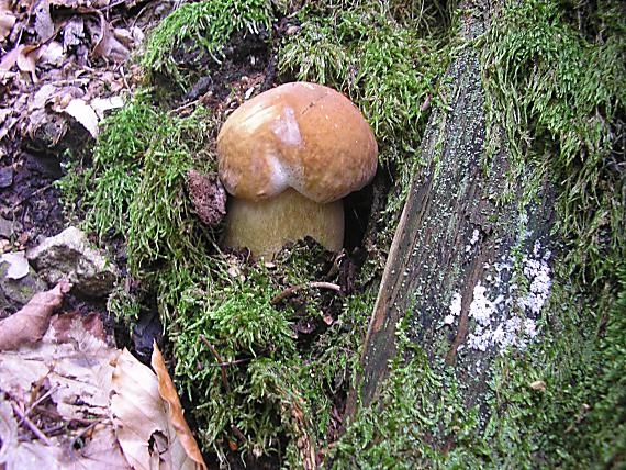 hríb dubový Boletus reticulatus Schaeff.