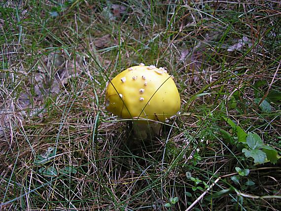 muchotrávka citrónovožltá Amanita citrina Pers.