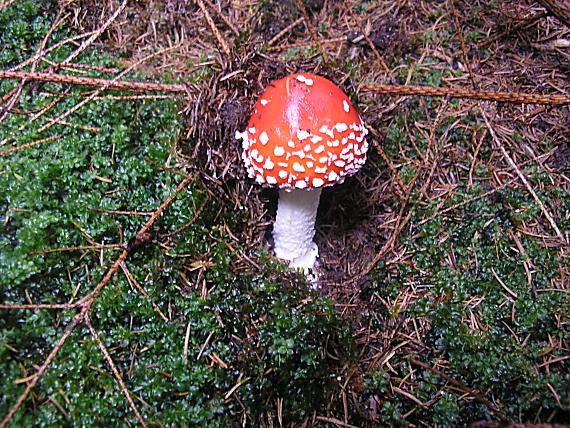 muchotrávka červená Amanita muscaria (L.) Lam.