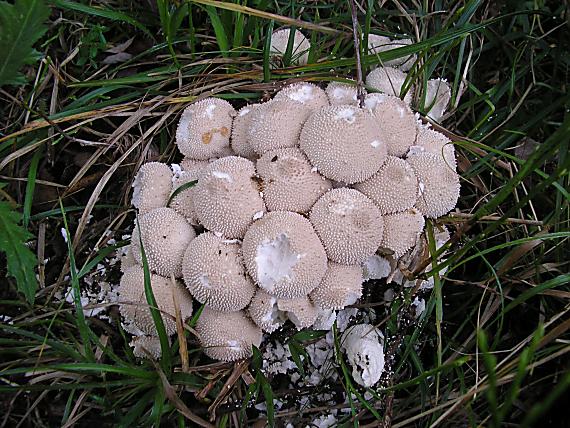 prášnica bradavičnatá Lycoperdon perlatum Pers.