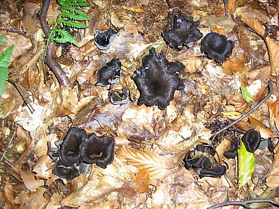 lievik trúbkovitý Craterellus cornucopioides (L.) Pers.