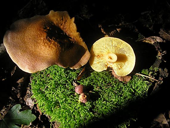 čírovec červenožltý Tricholomopsis rutilans (Schaeff.) Singer