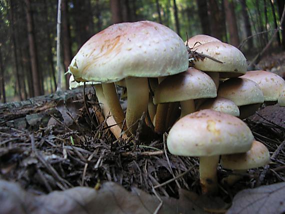 strapcovka tehlovočervená Hypholoma lateritium (Schaeff.) P. Kumm.