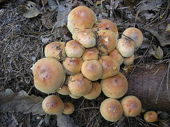 strapcovka tehlovočervená Hypholoma lateritium (Schaeff.) P. Kumm.