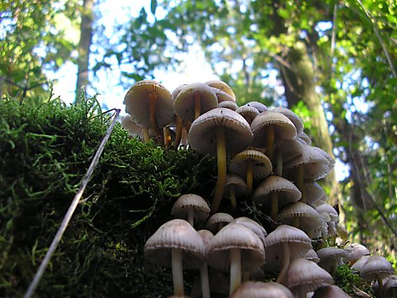 prilbička naklonená Mycena inclinata (Fr.) Quél.