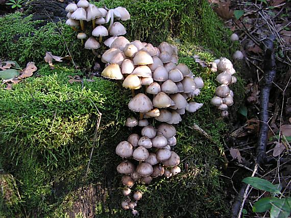 prilbička Mycena sp.