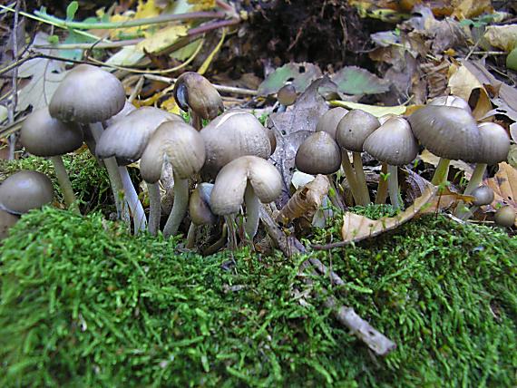 prilbičky Mycena sp.