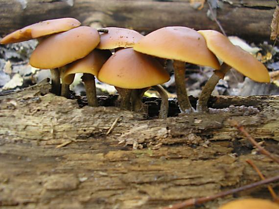 kapucňovka okrovohnedastá Galerina marginata (Batsch) Kühner