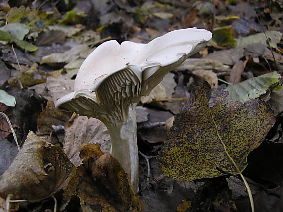 strmuľka veľká Infundibulicybe geotropa (Bull.) Harmaja