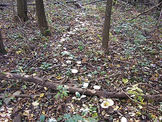 strmuľka veľká Infundibulicybe geotropa (Bull.) Harmaja