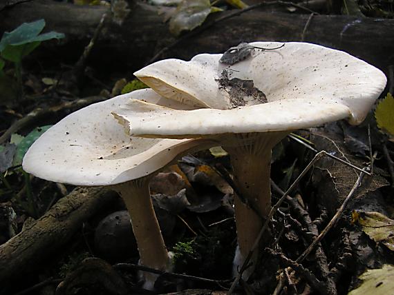 strmuľka veľká Infundibulicybe geotropa (Bull.) Harmaja