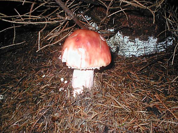 muchotrávka červenkastá Amanita rubescens Pers.