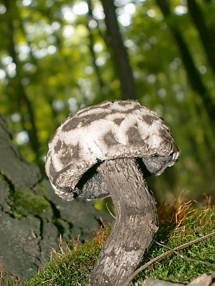 šiškovec šupinatý Strobilomyces strobilaceus (Scop.) Berk.