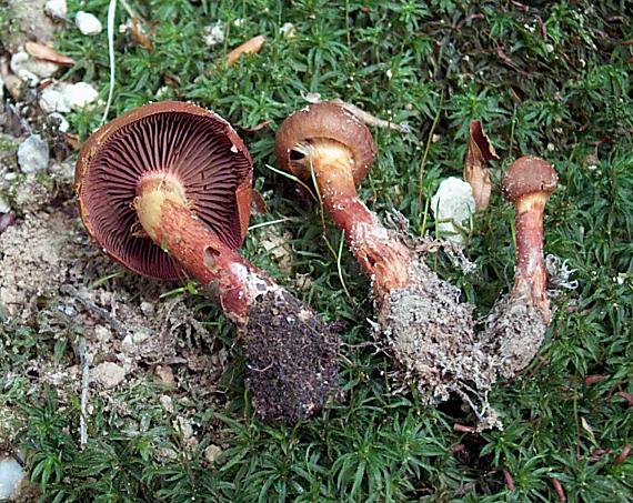 pavučinovec hnedočervený Cortinarius purpureus (Bull.) Bidaud, Moënne-Locc. & Reumaux