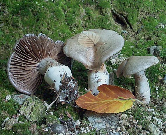 pavučinovec prstencový Cortinarius torvus (Fr.) Fr.