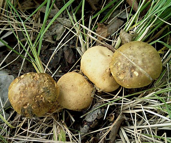 suchohríb cudzopasný Pseudoboletus parasiticus (Bull.) Šutara