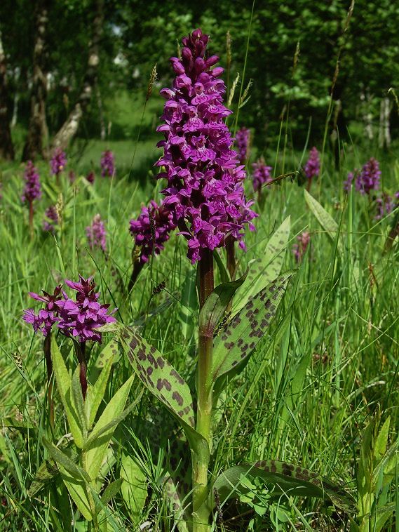 vstavačovec májový pravý Dactylorhiza majalis subsp. majalis (Reincherb.) Hunt & Summerh.