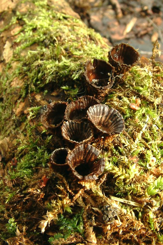 číšenka rýhovaná Cyathus striatus (Huds.) Willd.