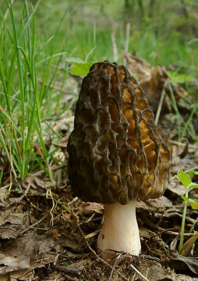 smrčok Morchella sp.