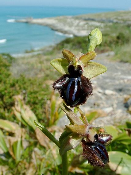 tořič Ophrys sphegodes subsp. atrata (Rchb. f.) E. Mayer