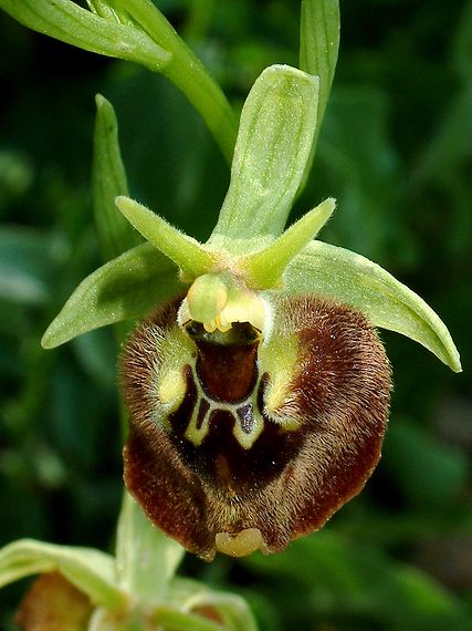 tořič Ophrys parvimaculata