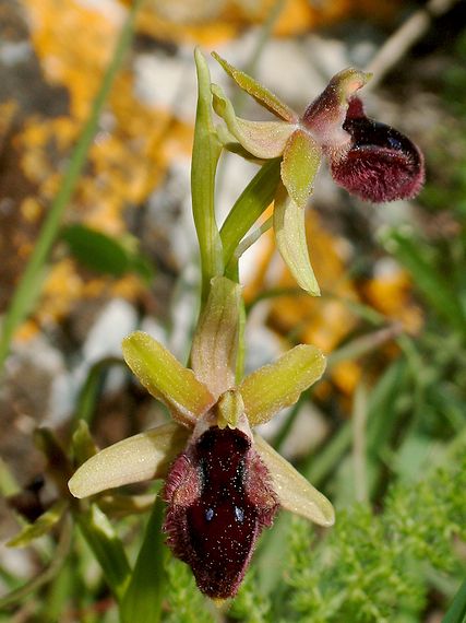 tořič Ophrys promontorii O. & E. Danesch