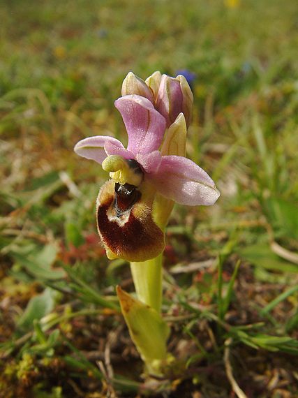 tořič Ophrys tenthredinifera Willd.
