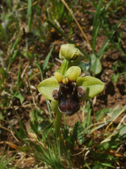 tořič Ophrys bombyliflora Link