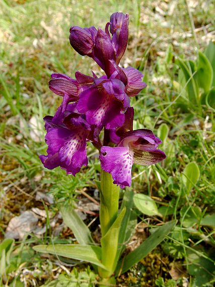 vstavač kukačka Anacamptis morio (L.) R. M. Bateman, A. M. Pringeon & M. W. Chase