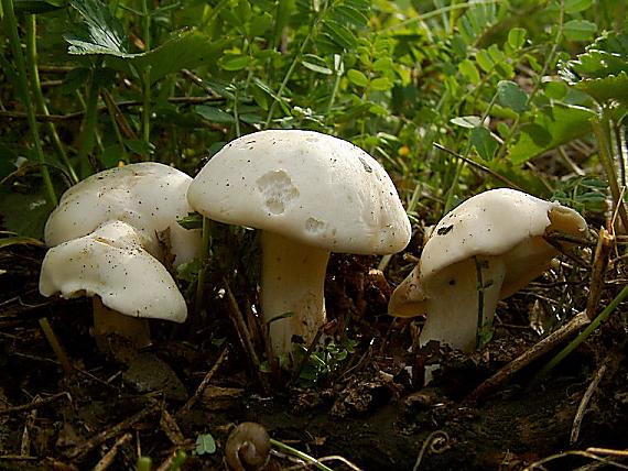 čirůvka májovka Calocybe gambosa (Fr.) Donk