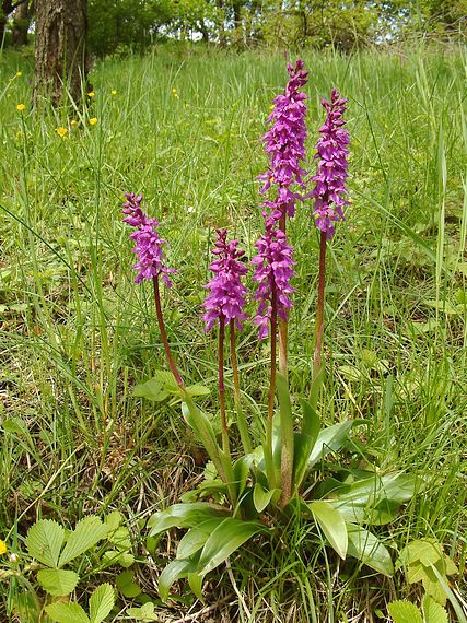 vstavač mužský Orchis mascula subsp. signifera (Vest) Soó