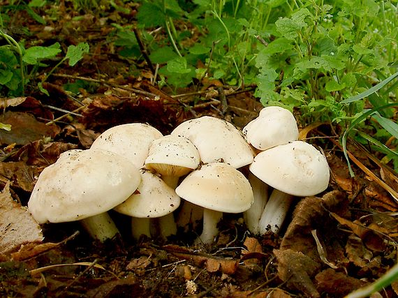 čirůvka májovka Calocybe gambosa (Fr.) Donk