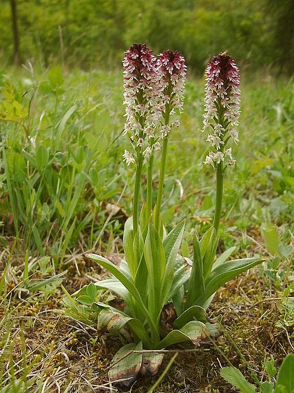 vstavač osmahlý Neotinea ustulata subsp. ustulata (L.) R. M. Bateman, A. M. Pridgeon et M. W. Chase