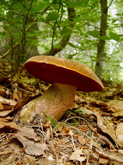 hřib kovář Sutorius luridiformis (Rostk.) G. Wu & Zhu L. Yang