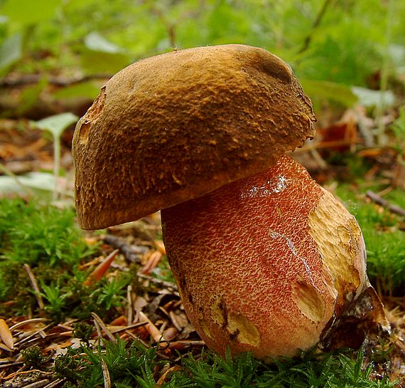 hřib kovář Sutorius luridiformis (Rostk.) G. Wu & Zhu L. Yang