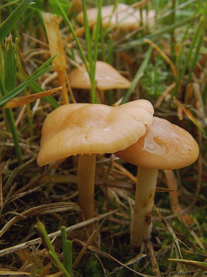 špička obecná Marasmius oreades (Bolton) Fr.