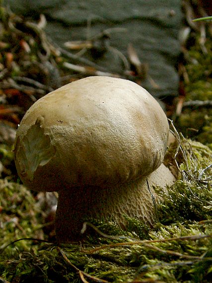 hřib dubový Boletus reticulatus Schaeff.