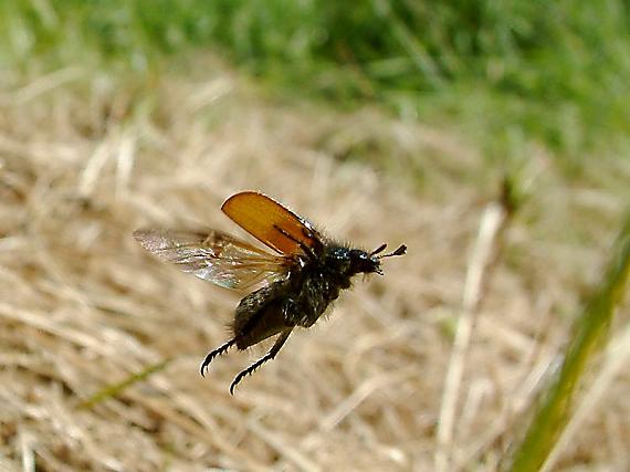 listokaz zahradní Phyllopertha horticola