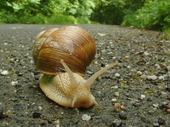 hlemýžď zahradní Helix pomatia