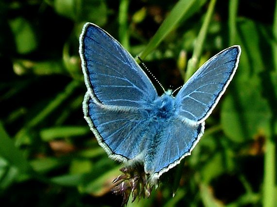 modráčik ušľachtilý Polyommatus amandus